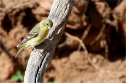 Spinus psaltria - Lesser Goldfinch (female)