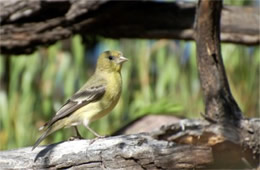 Spinus psaltria - Lesser Goldfinch (female)