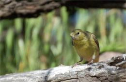 Spinus psaltria - Lesser Goldfinch (female)