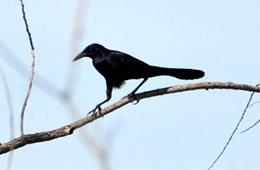 Quiscalus mexicanus - Great-tailed Grackle