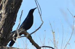 Quiscalus mexicanus - Great-tailed Grackle