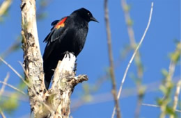 Agelaius phoeniceus - Red-winged Blackbird
