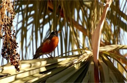 Turdus migratorius - American Robin