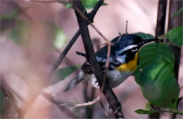 Dendroica dominica - Yellow-throated Warbler