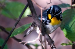 Dendroica dominica - Yellow-throated Warbler