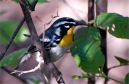 Dendroica dominica - Yellow-throated Warbler