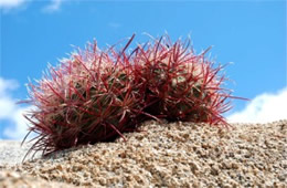 Ferocactus sp. - Barrel Cactus