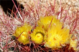 Ferocactus sp. - Barrel Cactus Flowers