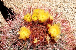 Ferocactus sp. - Barrel Cactus Flowers