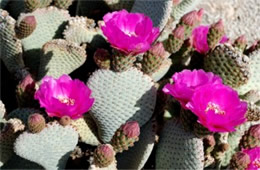 Opuntia basilaris - Beavertail Cactus