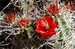Echinocereus triglochidiatus - Mojave Mound Cactus