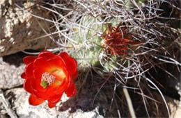 Echinocereus triglochidiatus - Mojave Mound Cactus