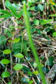 Lycopodiella alopecuroides  - Foxtail Clubmoss