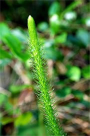 Lycopodiella alopecuroides  - Foxtail Clubmoss