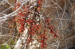 Phoradendron californicum - Desert Mistletoe