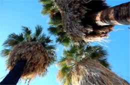Washingtonia filifera - California Fan Palm