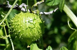 Marah gilensis - Gila Manroot (Wild Cucumber)