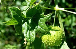 Marah gilensis - Gila Manroot (Wild Cucumber)