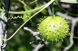 Marah gilensis - Gila Manroot (Wild Cucumber)