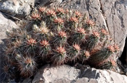 Echinocereus sp. - Hedgehog Cactus