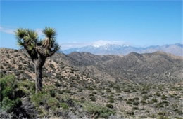 Yucca brevifolia - Joshua Tree