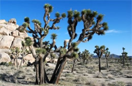 Yucca brevifolia - Joshua Tree