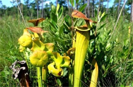 Sarracenia flava - Pitcher Plant