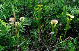 Sarracenia flava - Pitcher Plant