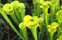 Sarracenia flava - Pitcher Plant