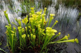 Sarracenia flava - Pitcher Plant