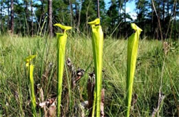 Sarracenia flava - Pitcher Plant