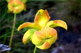 Sarracenia flava - Pitcher Plant Flower