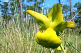 Sarracenia flava - Pitcher Plant Flower