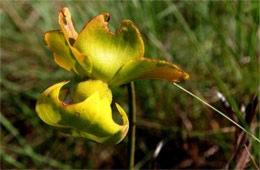 Sarracenia flava - Pitcher Plant Flower