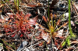 Drosera sp. - Sundew