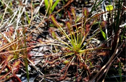 Drosera sp. - Sundew