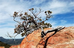 Arctostaphylos sp - Twisted Manzanita