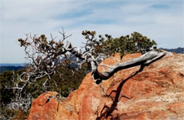 Arctostaphylos sp - Twisted Manzanita