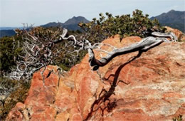 Arctostaphylos sp - Twisted Manzanita