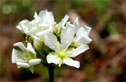 Dionaea muscipula - Venus Fly Trap Flower