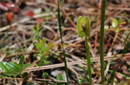 Dionaea muscipula - Venus Fly Trap