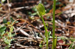Dionaea muscipula - Venus Fly Trap