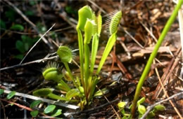 Dionaea muscipula - Venus Fly Trap