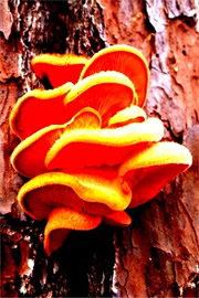 Orange Tree Mushroom
