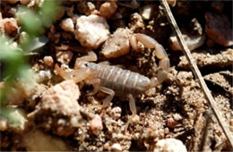 Vaejovis spinigerus - Arizona Stripedtail Scorpion