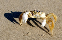 Ocypode quadrata - Atlantic Ghost Crab