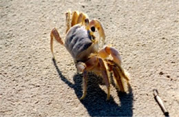 Ocypode quadrata - Atlantic Ghost Crab