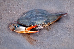 Callinectes sapidus  - Atlantic Bue Crab