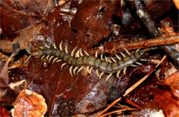 Scolopendra polymorpha - Tiger Centipede