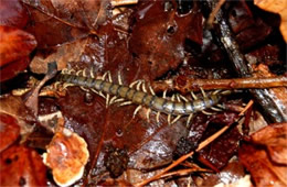 Scolopendra polymorpha - Tiger Centipede